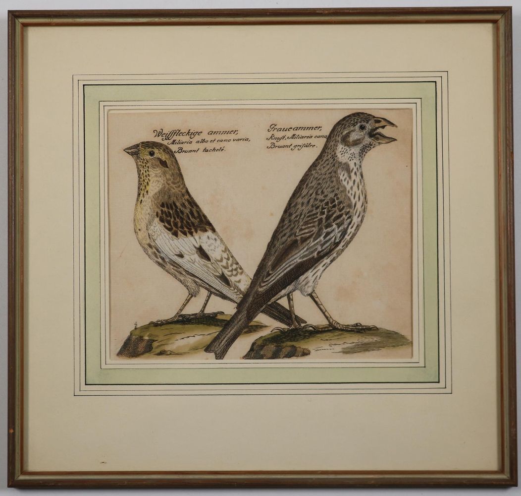 Große Abbildung Nr.2: 142-3214 Vögel.: (Varia, Zoologie)