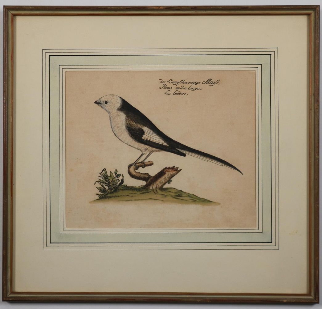 Große Abbildung Nr.3: 142-3214 Vögel.: (Varia, Zoologie)
