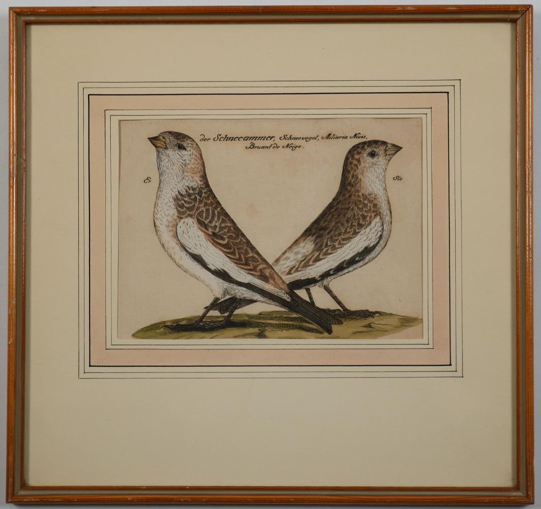 Große Abbildung Nr.4: 142-3214 Vögel.: (Varia, Zoologie)