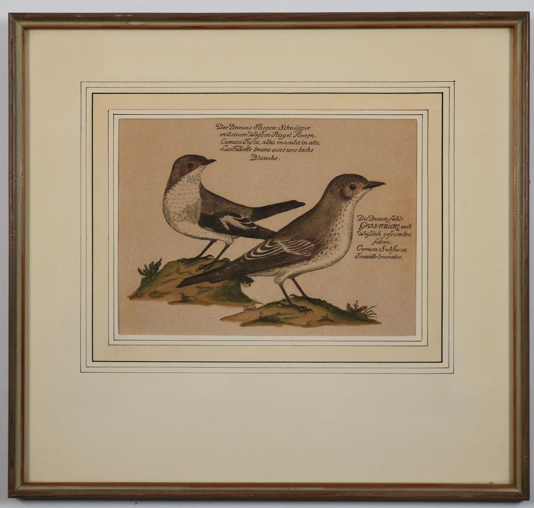 Große Abbildung Nr.5: 142-3214 Vögel.: (Varia, Zoologie)