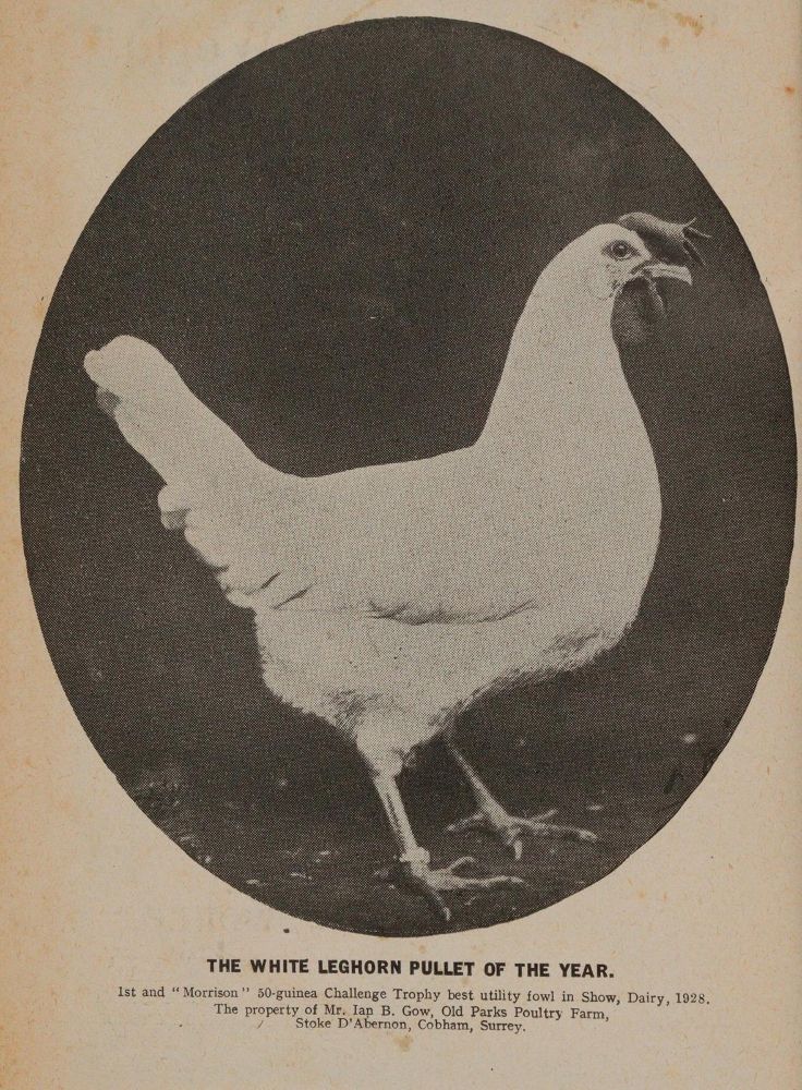 Große Abbildung Nr.2: 142-999 Feathered World, The.: (Land- und Forstwirtschaft, Tierhaltung, Geflügel)