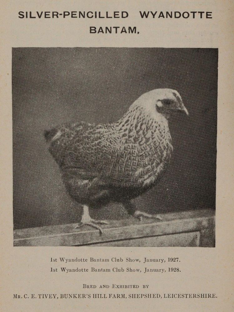 Große Abbildung Nr.3: 142-999 Feathered World, The.: (Land- und Forstwirtschaft, Tierhaltung, Geflügel)