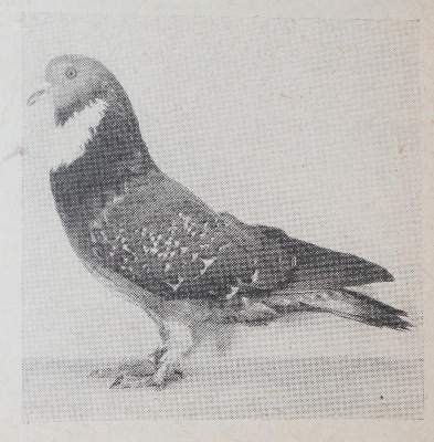 Bild Nr.3: 142-1000 Jahrbuch: (Land- und Forstwirtschaft, Tierhaltung, Geflügel)