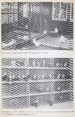 Bild Nr.4: 142-1000 Jahrbuch: (Land- und Forstwirtschaft, Tierhaltung, Geflügel)