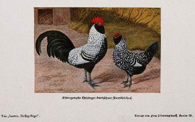 Bild Nr.1: 142-1003 Zander,K.: (Land- und Forstwirtschaft, Tierhaltung, Geflügel)