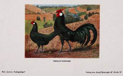 Bild Nr.2: 142-1003 Zander,K.: (Land- und Forstwirtschaft, Tierhaltung, Geflügel)