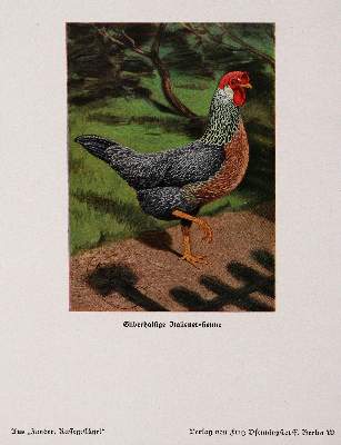 Bild Nr.3: 142-1003 Zander,K.: (Land- und Forstwirtschaft, Tierhaltung, Geflügel)