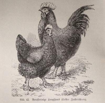 Bild Nr.3: 142-1004 Zander,K.: (Land- und Forstwirtschaft, Tierhaltung, Geflügel)