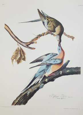 Bild Nr.3: 142-1133 Audubon,J.J.: (Faksimile)