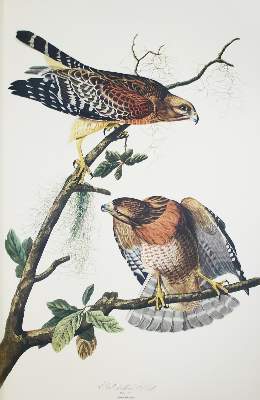 Bild Nr.4: 142-1133 Audubon,J.J.: (Faksimile)