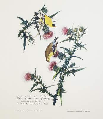 Bild Nr.5: 142-1133 Audubon,J.J.: (Faksimile)