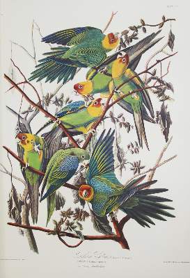 Bild Nr.6: 142-1133 Audubon,J.J.: (Faksimile)
