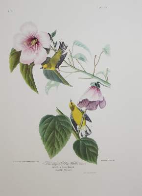 Bild Nr.7: 142-1133 Audubon,J.J.: (Faksimile)