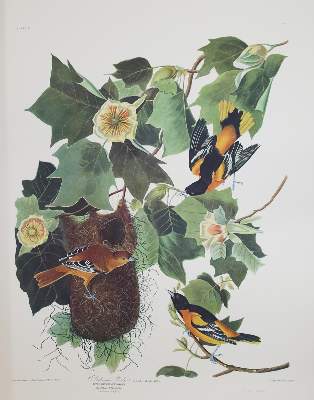 Bild Nr.8: 142-1133 Audubon,J.J.: (Faksimile)
