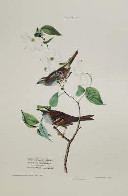 Bild Nr.9: 142-1133 Audubon,J.J.: (Faksimile)