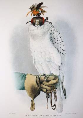 Bild Nr.3: 142-1200 Schlegel,H. u. A.H.Verster de Wulverhorst.: (Faksimile)