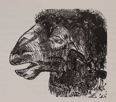 Bild Nr.3: 142-1780 Hesiod.: (Reiner)