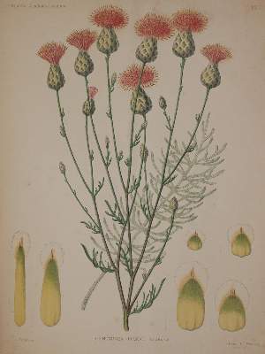 Bild Nr.2: 142-1866 Brandza,D.: (Botanik)