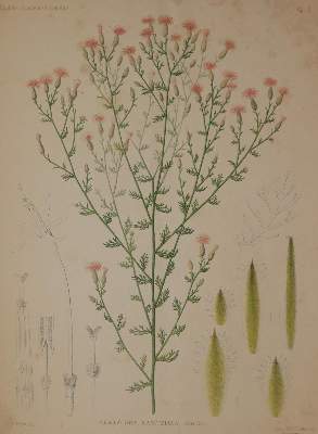 Bild Nr.3: 142-1866 Brandza,D.: (Botanik)