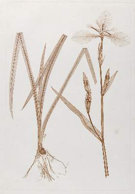 Bild Nr.1: 142-1868 Ettingshausen, Constantin von und Alois Pokorny.: (Botanik)