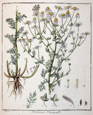 Bild Nr.3: 142-1870 Hayne,F.G.: (Botanik)