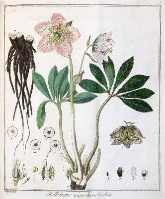 Bild Nr.4: 142-1870 Hayne,F.G.: (Botanik)