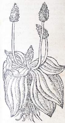 Bild Nr.1: 142-1871 Ryff,W.H. (Pseud. Q.Apollinaris).: (Botanik, Kräuterbücher)