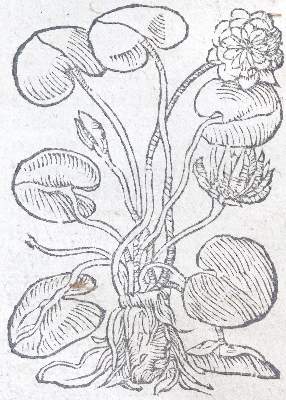 Bild Nr.2: 142-1871 Ryff,W.H. (Pseud. Q.Apollinaris).: (Botanik, Kräuterbücher)