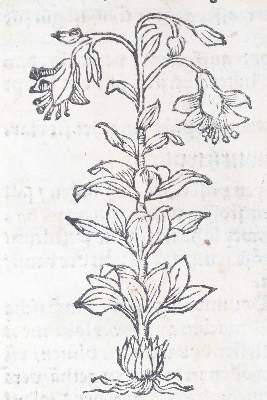 Bild Nr.22: 142-1871 Ryff,W.H. (Pseud. Q.Apollinaris).: (Botanik, Kräuterbücher)