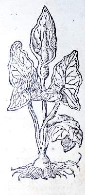 Bild Nr.23: 142-1871 Ryff,W.H. (Pseud. Q.Apollinaris).: (Botanik, Kräuterbücher)