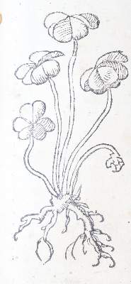 Bild Nr.24: 142-1871 Ryff,W.H. (Pseud. Q.Apollinaris).: (Botanik, Kräuterbücher)