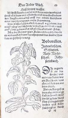 Bild Nr.26: 142-1871 Ryff,W.H. (Pseud. Q.Apollinaris).: (Botanik, Kräuterbücher)