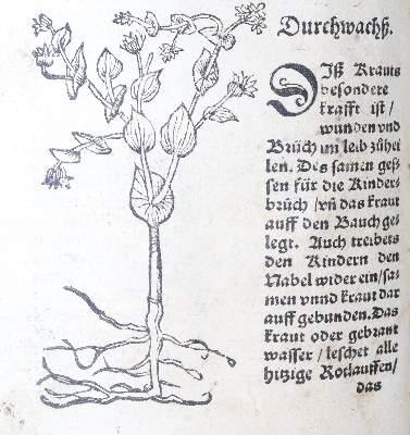 Bild Nr.28: 142-1871 Ryff,W.H. (Pseud. Q.Apollinaris).: (Botanik, Kräuterbücher)