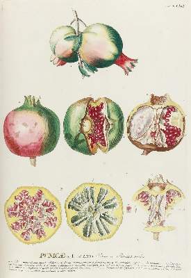 Bild Nr.3: 142-1874 Trew,Ch.J. (Botanik)