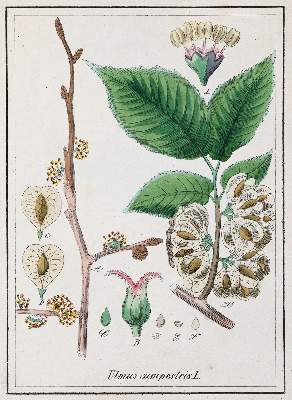 Bild Nr.3: 142-1876 Winkler,E.: (Botanik)