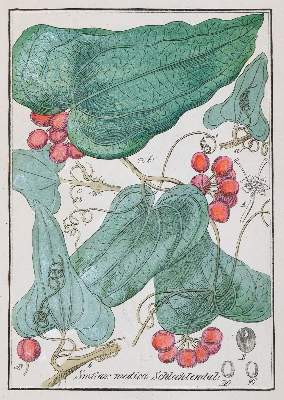 Bild Nr.4: 142-1876 Winkler,E.: (Botanik)