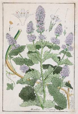 Bild Nr.5: 142-1876 Winkler,E.: (Botanik)