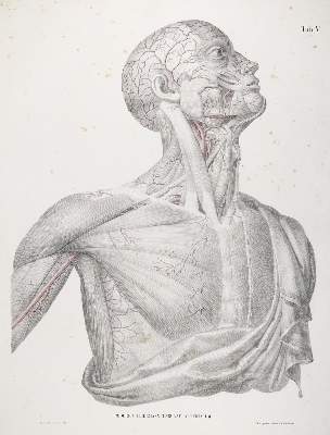 Bild Nr.1: 142-1880 Tiedemann,F.: (Medizin, Anatomie)