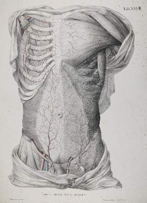 Bild Nr.21: 142-1880 Tiedemann,F.: (Medizin, Anatomie)
