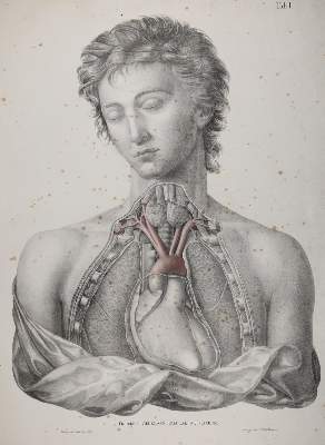 Bild Nr.24: 142-1880 Tiedemann,F.: (Medizin, Anatomie)