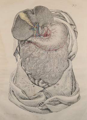 Bild Nr.21: 142-1881 Weber,M.I.: (Medizin, Anatomie)