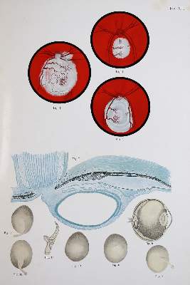 Bild Nr.7: 142-1882 Vincentiis,C.de.: (Medizin, Augenheilkunde)