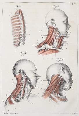 Bild Nr.1: 142-1892 Günther,G.B.: (Medizin, Chirurgie)