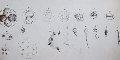 Bild Nr.2: 142-1905 Gedda,L. (Hrsg.).: (Medizin)