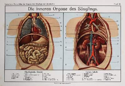 Bild Nr.3: 142-1916 Langstein,L. u. F.Rott.: (Medizin)