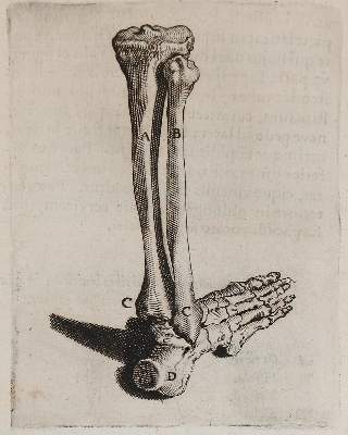 Bild Nr.227: 142-1926 Pauw,P.: (Medizin)