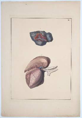 Bild Nr.215: 142-1938 Reisseisen,F.D.: (Medizin)