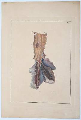 Bild Nr.217: 142-1938 Reisseisen,F.D.: (Medizin)