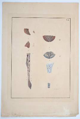 Bild Nr.218: 142-1938 Reisseisen,F.D.: (Medizin)