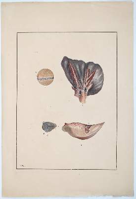 Bild Nr.222: 142-1938 Reisseisen,F.D.: (Medizin)